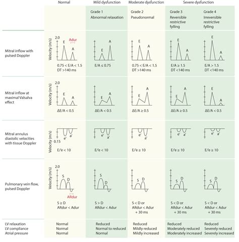 normal lv size echo|echocardiography normal values pdf.